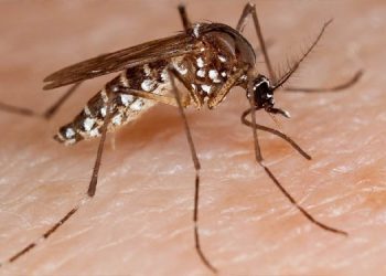 Chuvas aumentam risco de surto de dengue e Vigilância pede atenção para focos do mosquito