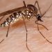Chuvas aumentam risco de surto de dengue e Vigilância pede atenção para focos do mosquito