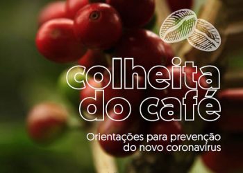 Coronavírus: Estado edita cartilha de segurança na colheita do café