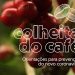 Coronavírus: Estado edita cartilha de segurança na colheita do café