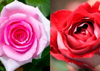 Cultivo de rosas raras garante ótima renda para 3 famílias no município de Colatina