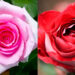 Cultivo de rosas raras garante ótima renda para 3 famílias no município de Colatina