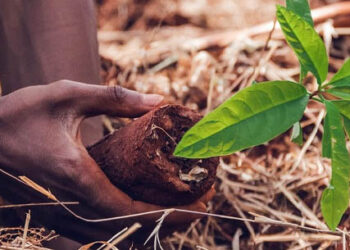 Renova abre inscrições para programa de restauração florestal