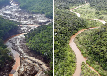 Fundação Renova conclui revegetação de áreas afetadas pelo rompimento da barragem de Fundão