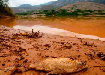 Comissões defendem manutenção do Novel no processo de repactuação do caso Samarco