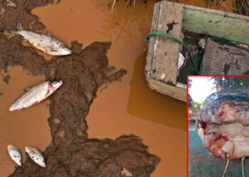 Perícia Judicial mostra que peixes do rio Doce estão contaminados e impróprios para consumo