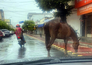 Cavalo passeia no centro: PMBG não fiscaliza lei que proíbe criação de animais de grande porte