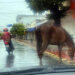 Cavalo passeia no centro: PMBG não fiscaliza lei que proíbe criação de animais de grande porte