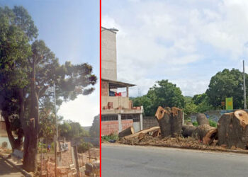 Destruição sem fim: Prefeitura corta mangueiras centenárias que fizeram história em Baixo Guandu