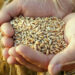 O Espírito Santo produz trigo sim: safra plantada em 300 hectares está sendo colhida em Montanha