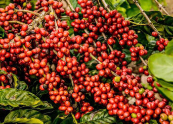 Cooabriel vê quebra de até 25% na safra 2024 de café conilon do Espírito Santo