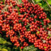 Cooabriel vê quebra de até 25% na safra 2024 de café conilon do Espírito Santo