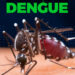 Casos de dengue aumentam mais de 200% no ES e situação preocupa autoridades de Saúde