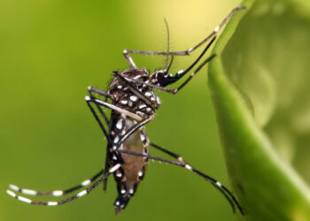 Dois mortos e quase 20 mil casos em 2024: ES continua em alerta com a incidência da dengue