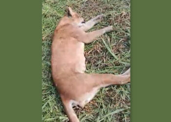 As onças estão por aí: animal atropelado hoje em Colatina mostra proximidade destes animais