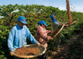Com preços em alta, colheita do café é alternativa de renda para mais de 500 guanduenses