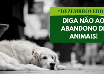 Dezembro é mês de conscientização contra o abandono e maus tratos com animais