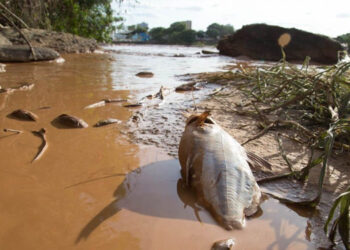 Pesquisa aponta presença de metais pesados em 100% das crianças na área de Brumadinho