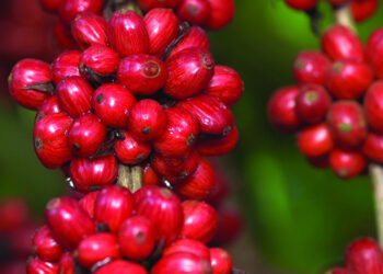 Alta cotação no preço do café anima produtores e trabalhadores em Baixo Guandu e região