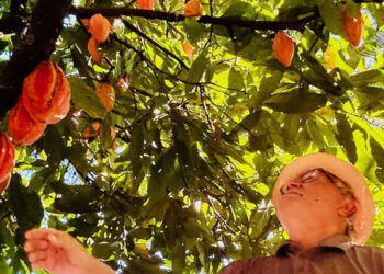 Assistência rural ajuda no aumento da produção de cacau de cabruca na foz do Rio Doce