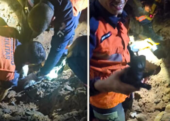 Resgate de cadelinha mobiliza bombeiros, ONG e voluntários em Baixo Guandu