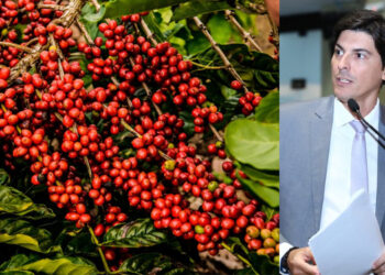ALES aprova projeto que cria a Rota do Café Conilon, abrangendo 8 municípios capixabas
