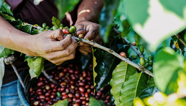 Com preços mais baixos em 2026, café rende entre R$ 35,00 a 40,00 por saco a trabalhadores
