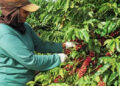 Colheita do café garante trabalho temporário a mais de 300 guanduenses