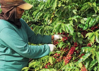 Colheita do café garante trabalho temporário a mais de 300 guanduenses