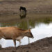 Estado se prepara para enfrentar El Nino e anuncia força-tarefa com várias ações