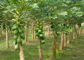 Espírito Santo é líder nacional em produção de inhame, xuxu, pimenta-do-reino e mamão